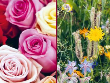 Blumen für das Recht auf Nahrung