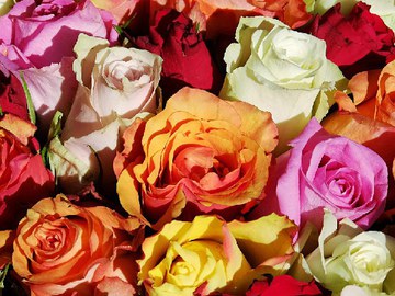 Blumen und Saatgut für das Recht auf Nahrung