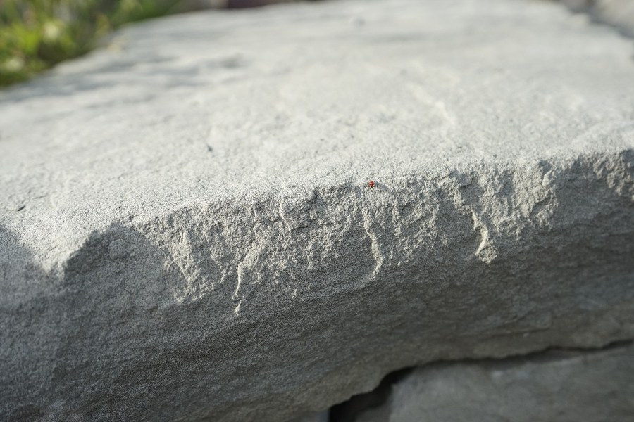 Ein Bewohner der Trockenmauer.