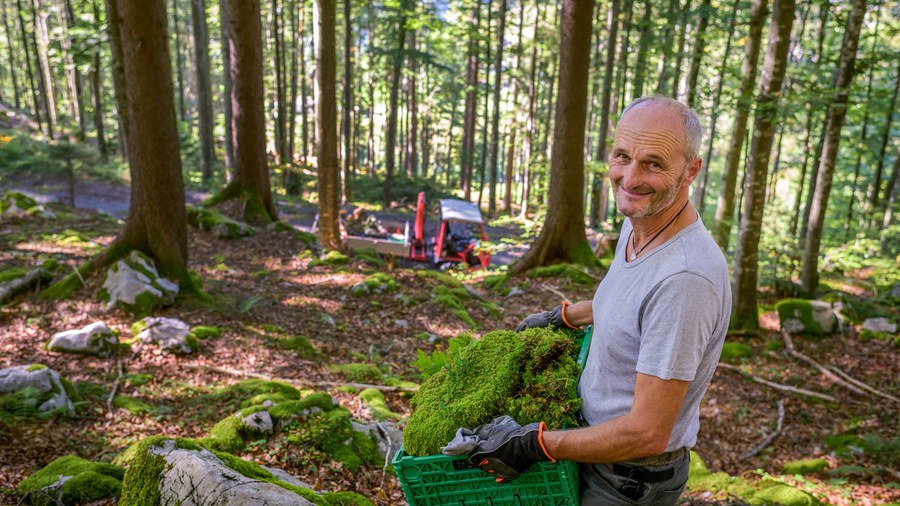 Rolf Böni muss viele Kisten voller Moos sammeln, damit die Ammler Krippe schliesslich in einem täuschend echten Wald steht. Foto: Manuela Matt f12_2025_p04_ammler-krippe_2025_ManuelaMatt_bl-5e8f30ff7205.jpeg
