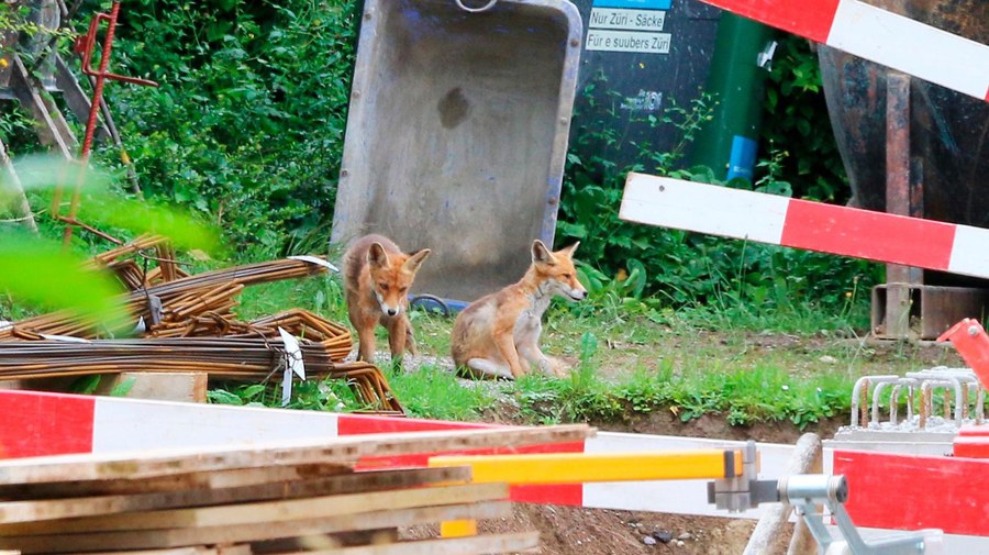  Auf Stadtsafari durch Zürichs Strassen