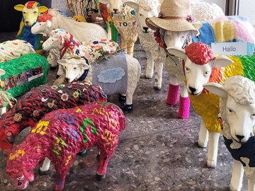 Schafe sorgen für schöne Solidara-Spende