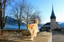 Mitgeschöpfe – Tiere in den Weltreligionen