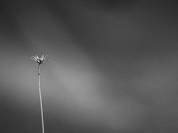 Zwischen Lebensmut und Lebensmüdigkeit