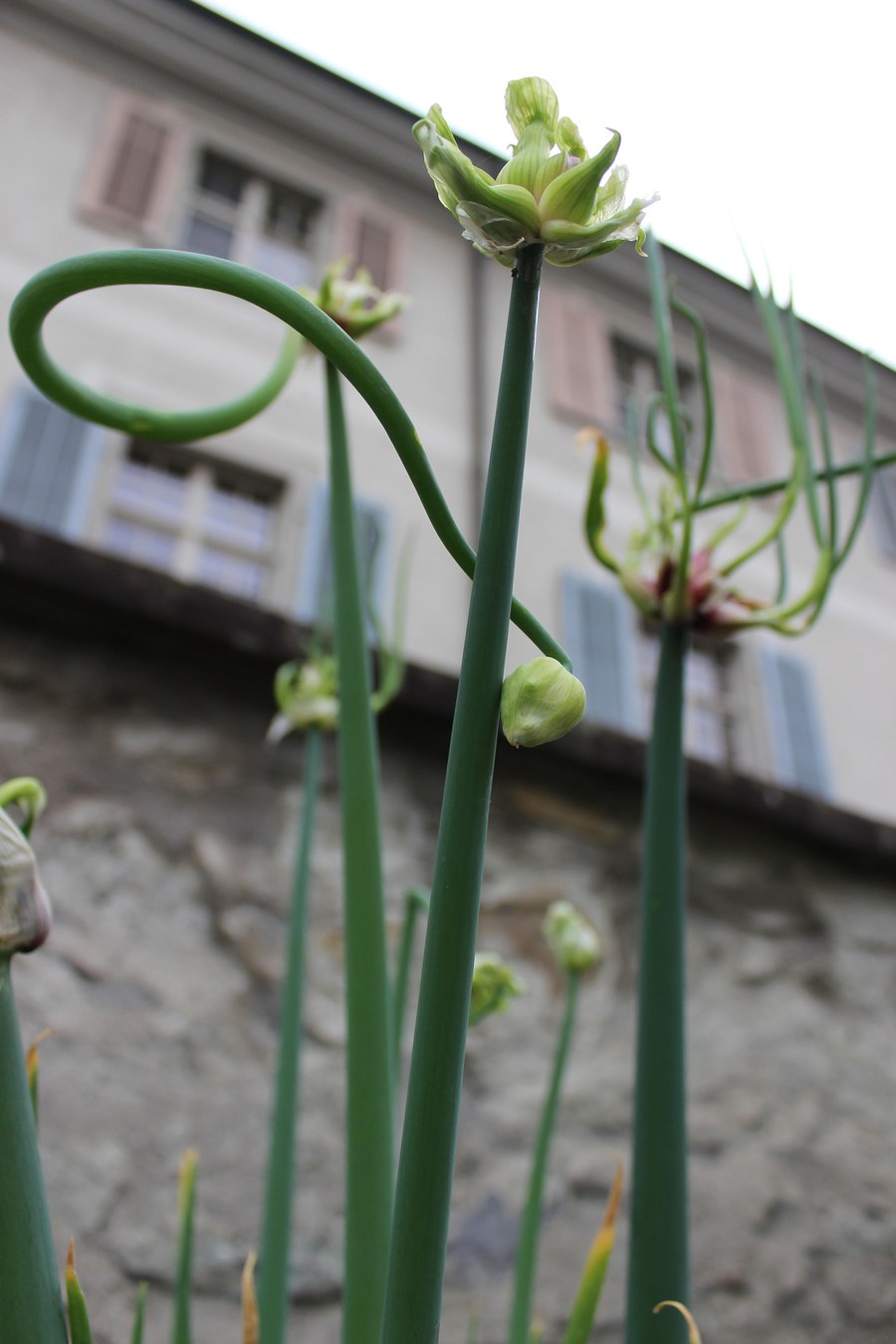 Die Etagenzwiebel entwickelt skulpurenartige Formen.