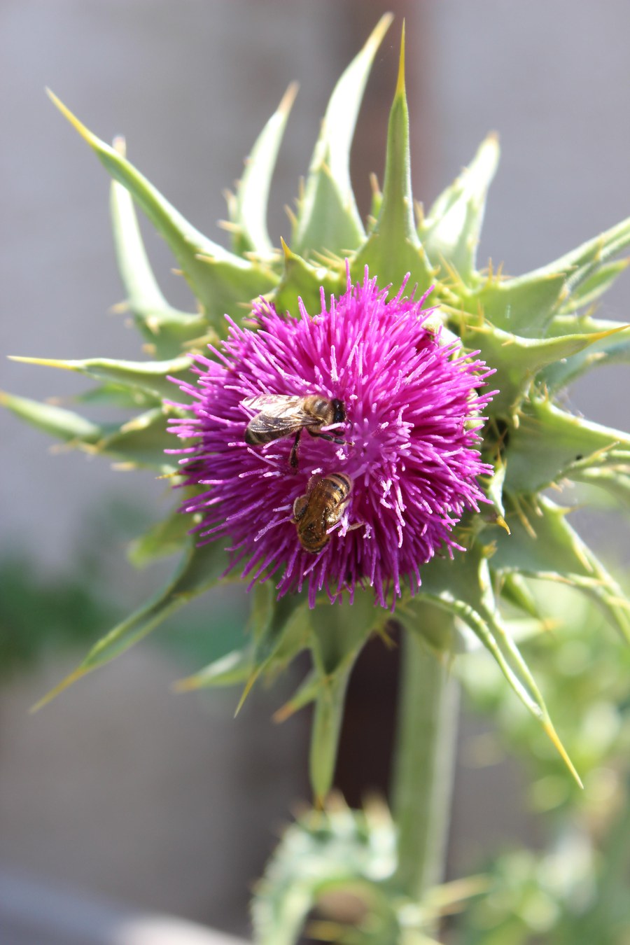 Im Nonnengarten darf sie natürlich nicht fehlen, die Mariendistel. Auch die Bienen laben sich daran. Alle Fotos: Judith Samson, Novizin im Kloster Fahr