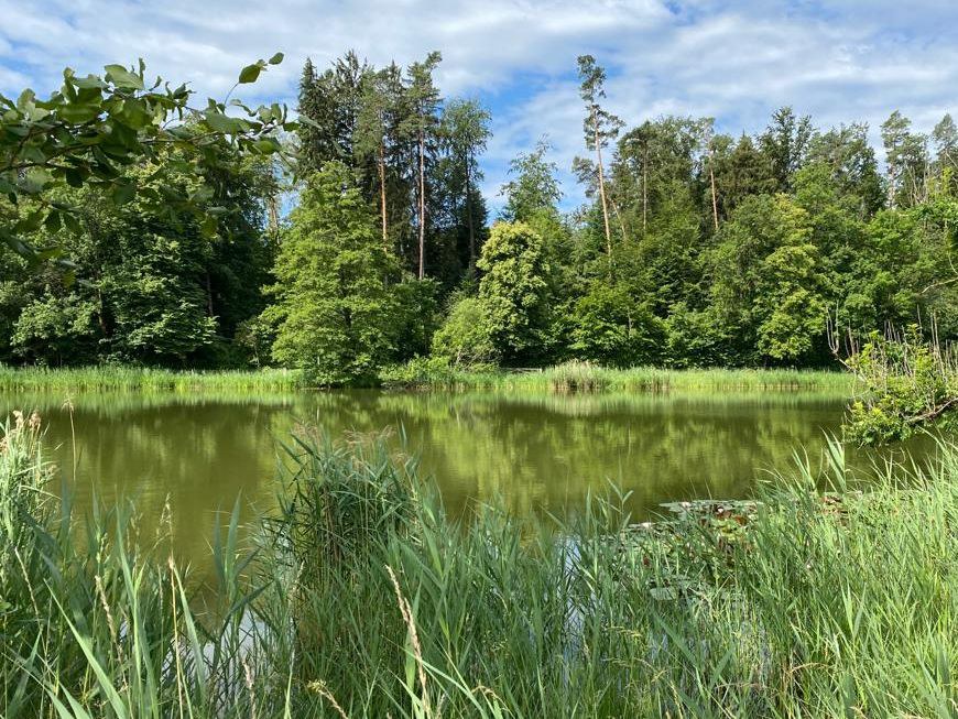 Biotop mit Vielfalt an Lebensformen