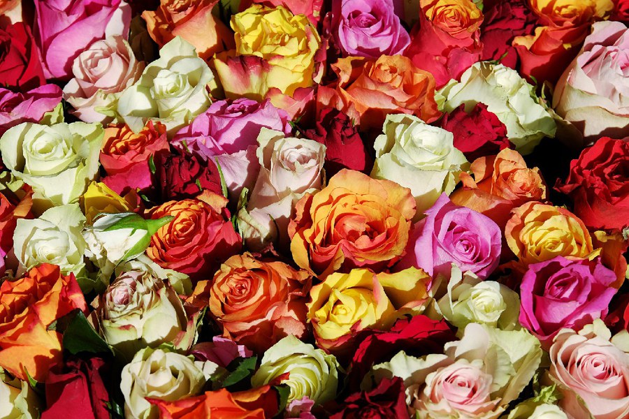 couleur-roses-3256796_1920.jpg couleur-roses-3256796_1920.jpg