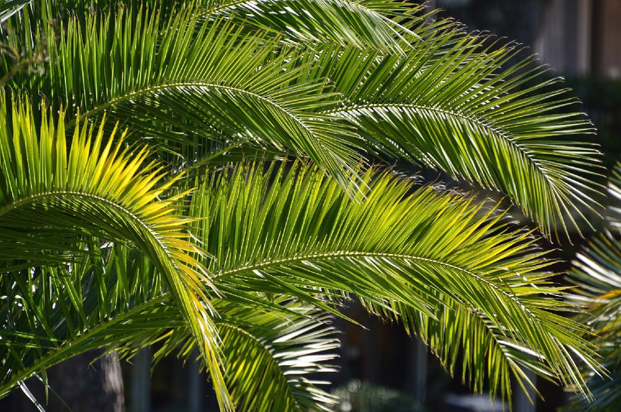 palmwedel pixabay.jpg